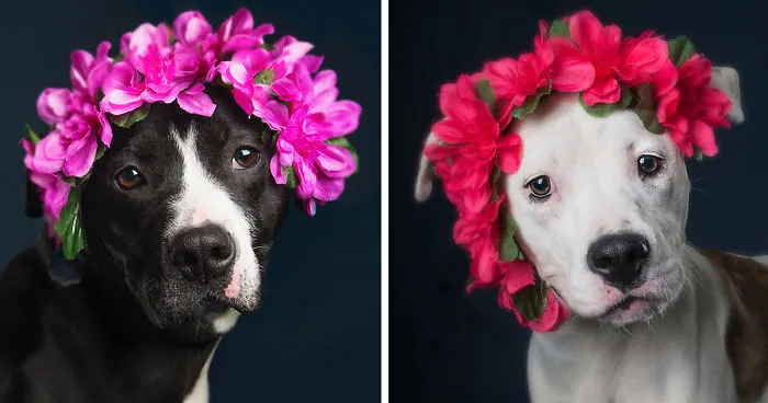 Beautiful Shelter Dogs' Portraits Reveal Their Personalities