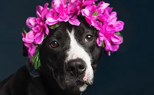Beautiful Shelter Dogs' Portraits Reveal Their Personalities