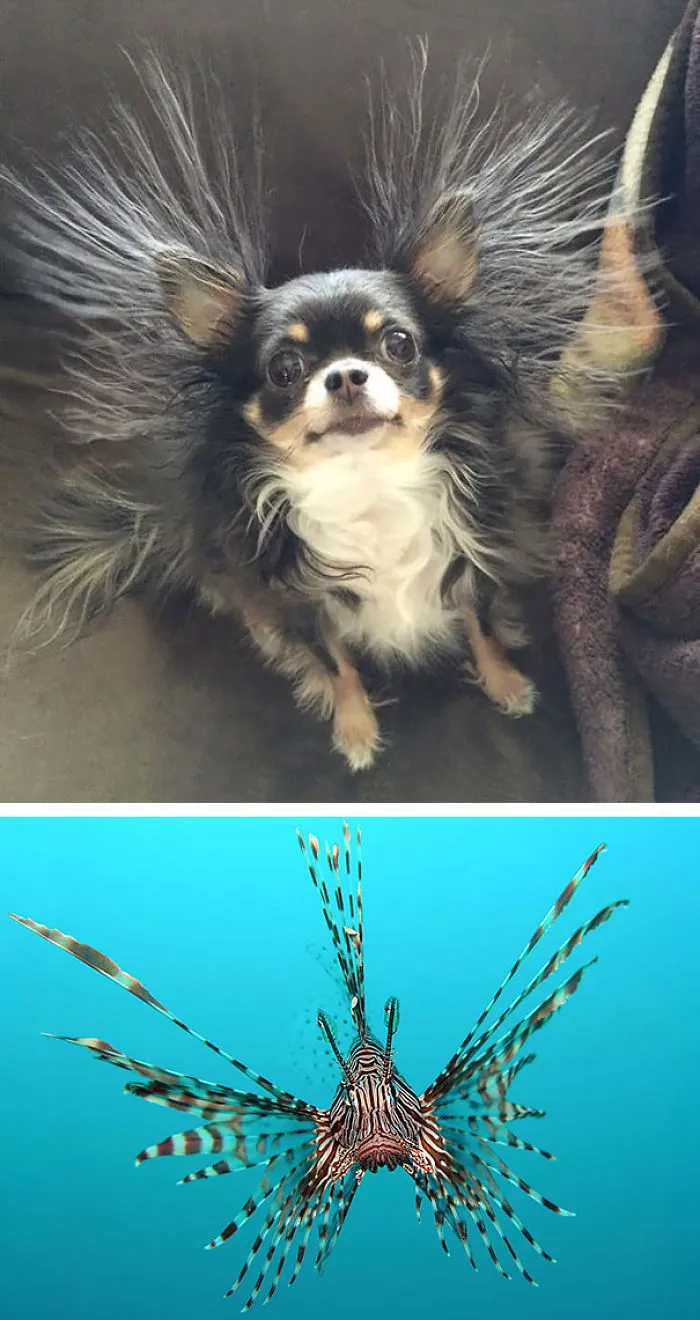 This Dog Looks Like Lionfish
