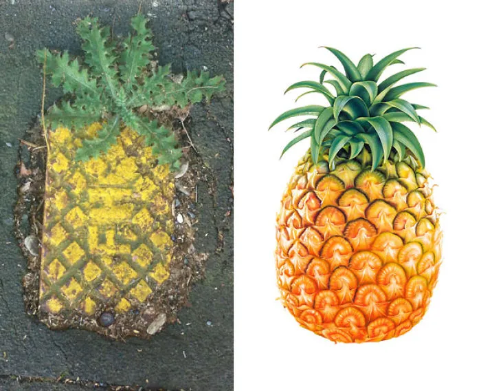 Street Grate Or Majestic Urban Pineapple?
