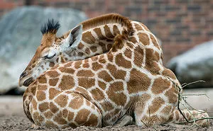 13 Pics Of How Giraffes Sleep, In Case You Didn’t Know