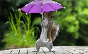 Photographer Gives Squirrel A Tiny Umbrella To Protect Itself From Rain