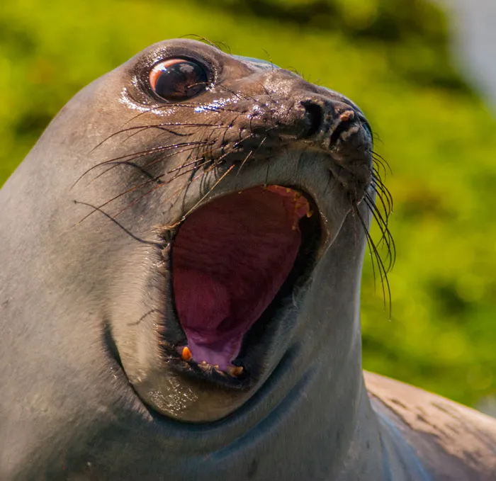 91 Astonished Animals Who Are Freaked Out By What's Happening