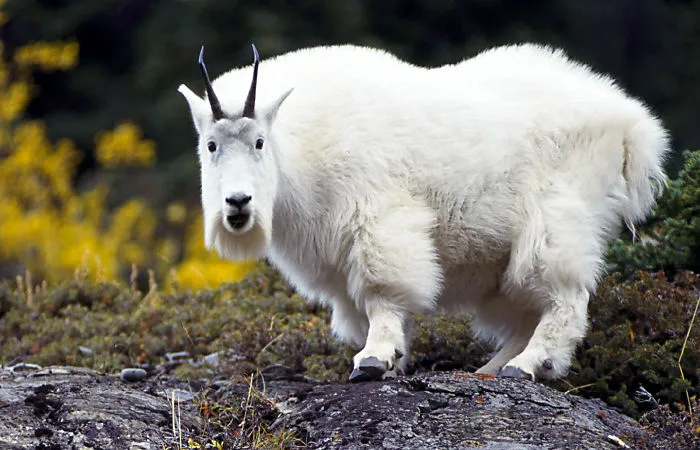 91 Astonished Animals Who Are Freaked Out By What's Happening
