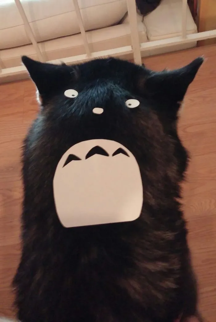 Cat Owners In Japan Are Turning Their Pets Into Totoro
