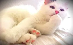 177 Animals Posing For The Camera Like Pros