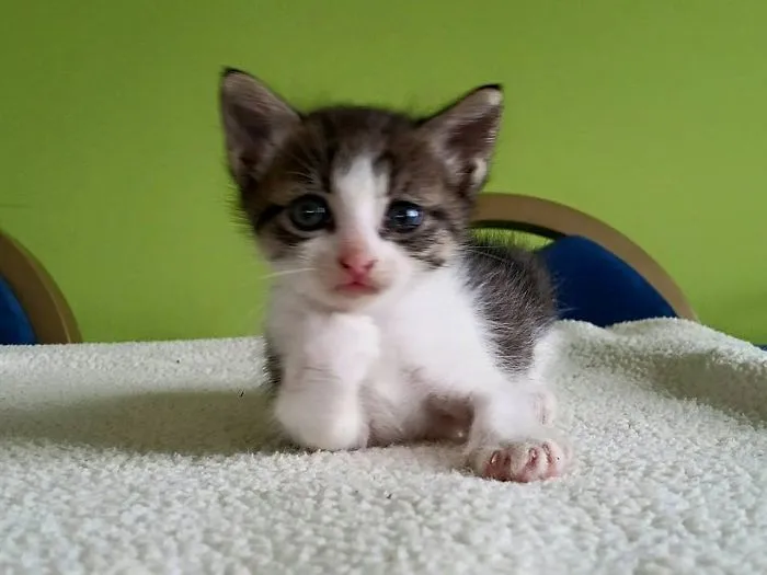 Caldesanimal Animal Shelter (barcelona)