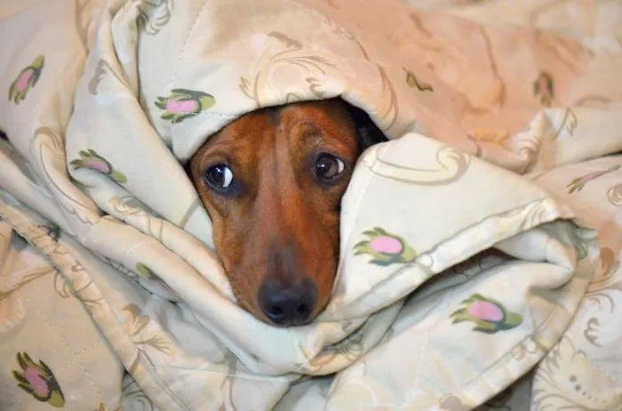50 Sleepy Dogs Who're Definitely Not Letting You Sleep In Your Bed Tonight