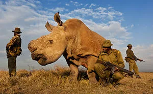 Upstate New York Man Donates Birthday To Rhinos