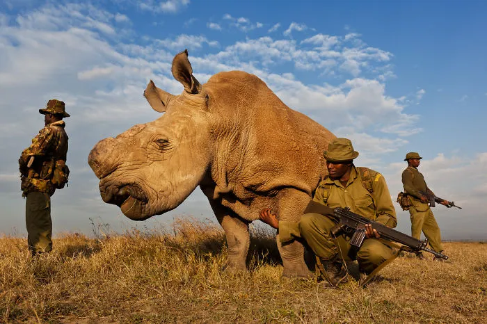 Upstate New York Man Donates Birthday To Rhinos