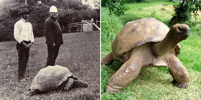 Jonathan The Tortoise Photographed In 1902 And Today