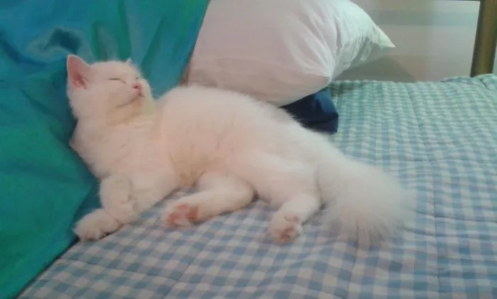 Sleeping Beauty