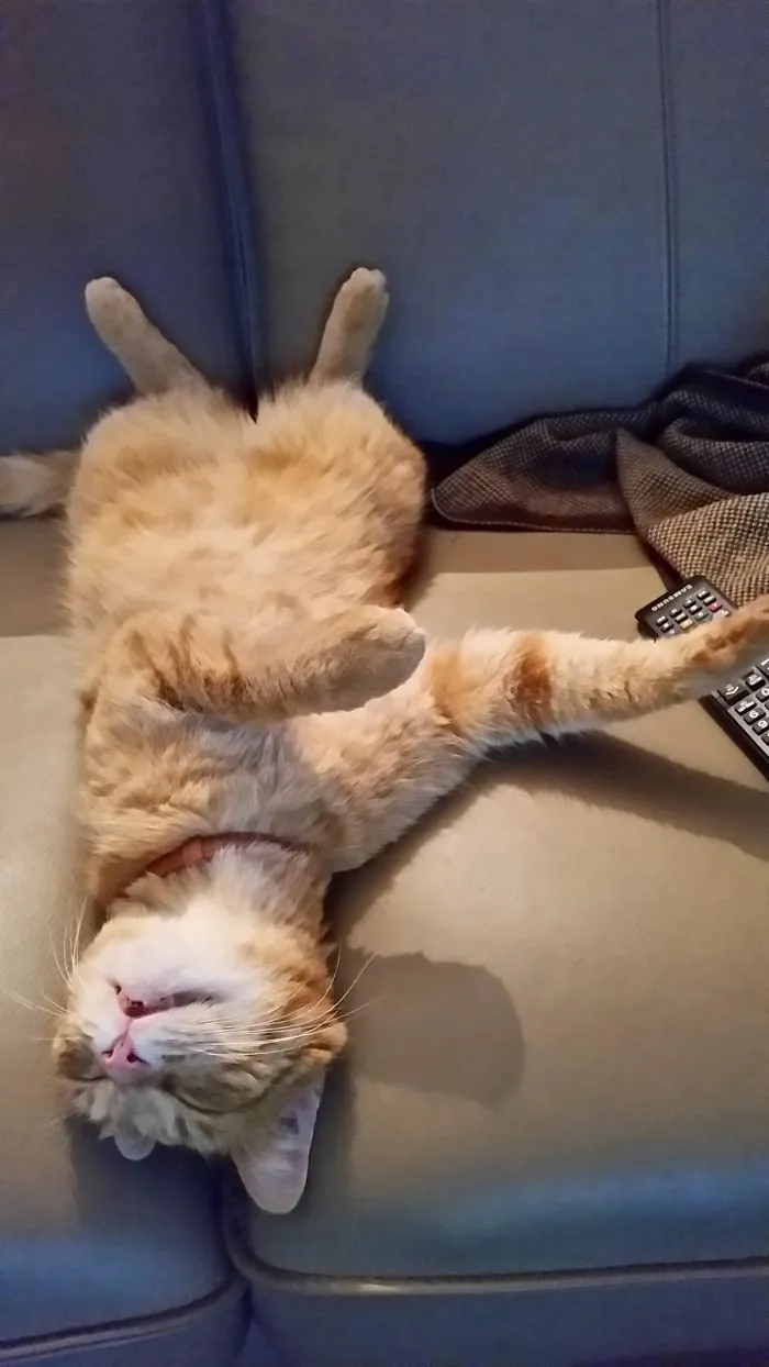 Relaxing Cat