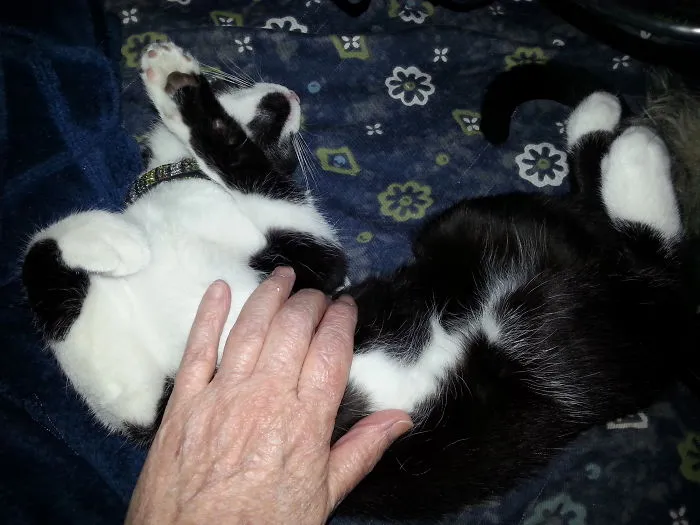Ziggy Loves Belly Rubs.