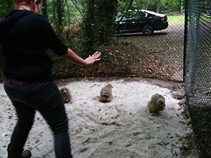 Hilarious Zookeepers Recreate Jurassic World Scene With Animals
