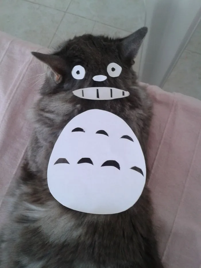 Cat Owners In Japan Are Turning Their Pets Into Totoro