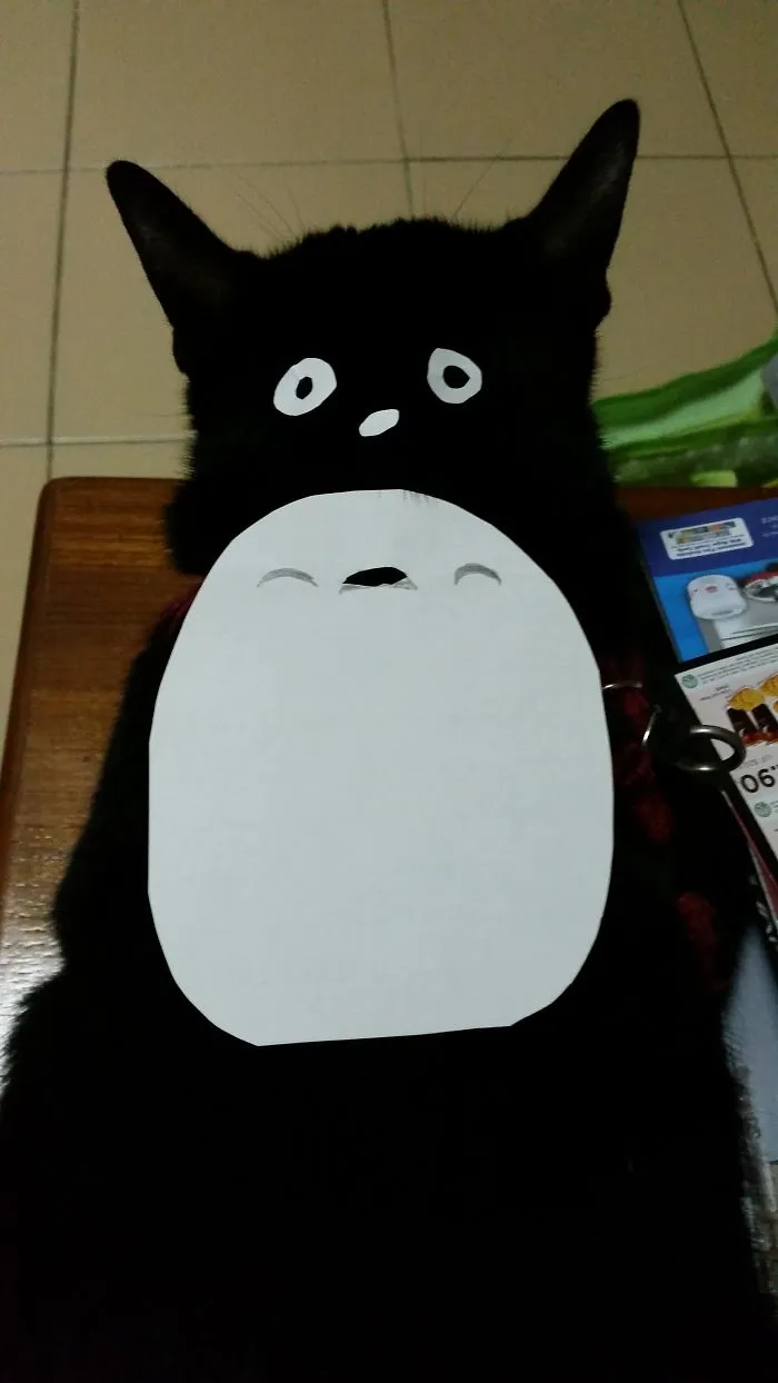 Cat Owners In Japan Are Turning Their Pets Into Totoro