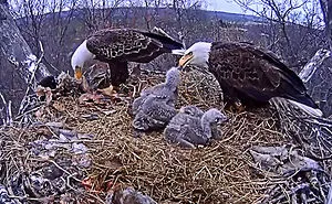 America's National Bird!