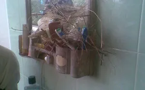 59 Unusual Bird Nests Built In The  Weirdest Places