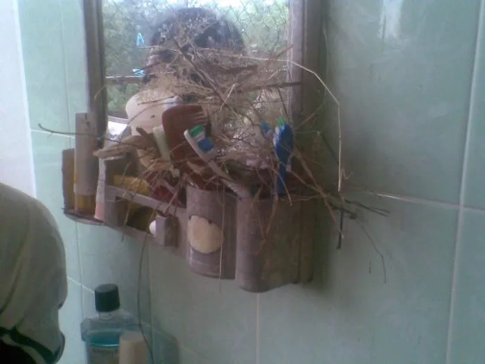An Under-construction Nest