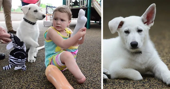 3-Year-Old Girl Without Feet Receives A Puppy Without A Paw