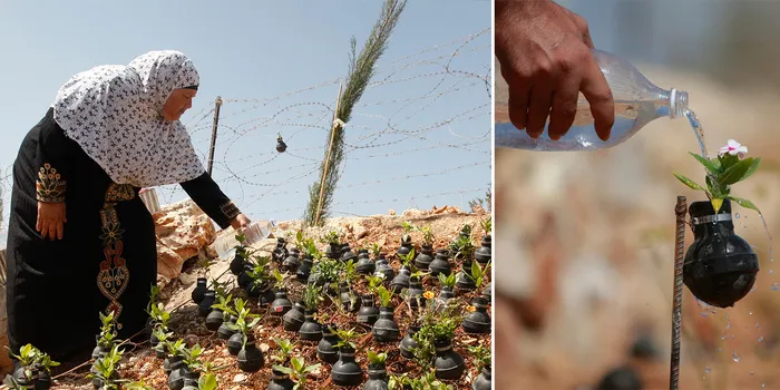 Palestinian Woman Plants Flowers In Israeli Army Tear Gas Grenades