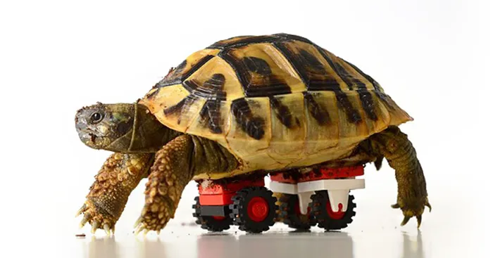 Vet Makes Wheelchair From Son's LEGOs For Disabled Tortoise