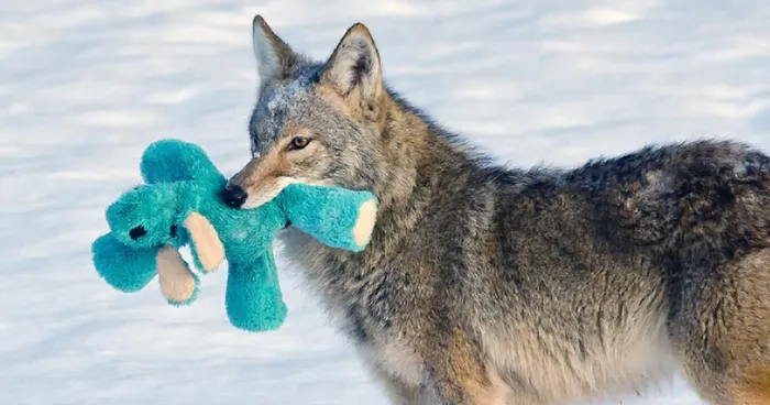 Wild Coyote Finds A Toy And Proves That Wild Animals Are As Playful As Pets
