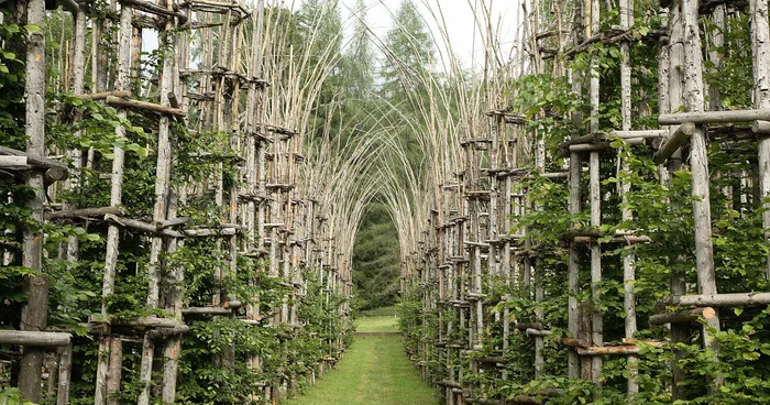 A Majestic Cathedral Made Of Living, Breathing Trees