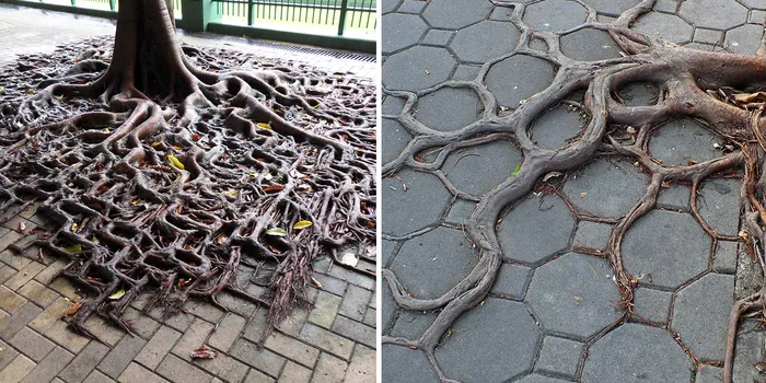 10 Tree Roots Winning Their Battle Against Concrete