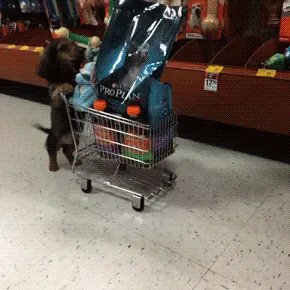 11 Reasons Why Dogs Are Awesome Maids