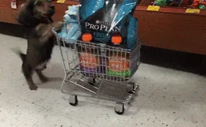 11 Reasons Why Dogs Are Awesome Maids