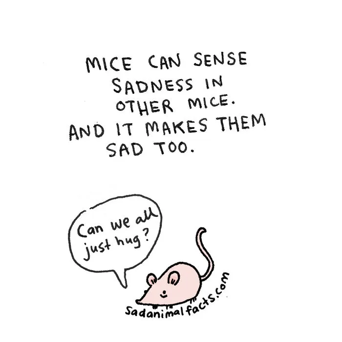 Sad Animal Facts Are The Cutest Way To Ruin Your Day