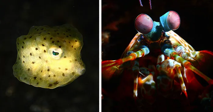 Amazing Underwater Creatures I Photographed While Diving In Indonesia