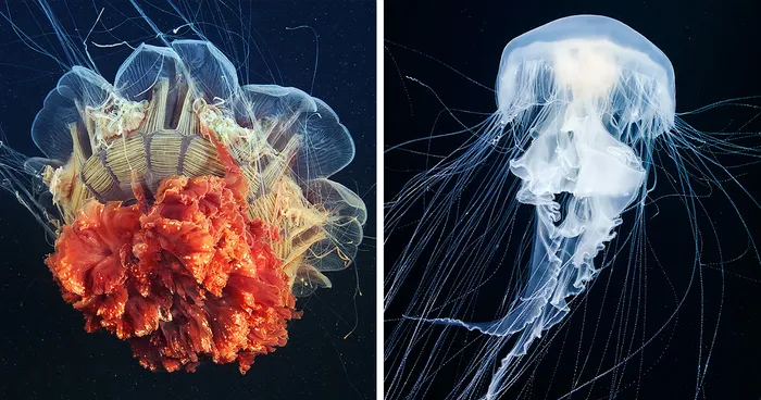 The Alien Beauty Of Jellyfish In Alexander Semenov’s New Photos