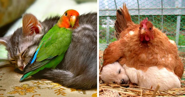 78 Unlikely Sleeping Buddies That Will Melt Your Heart