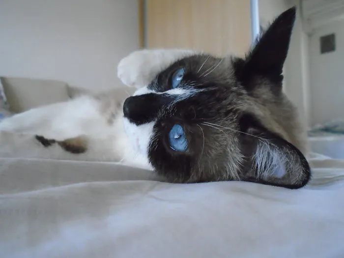 Hello, Human!