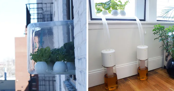 My Window Greenhouse Grows Fresh Vegetables All Year Long