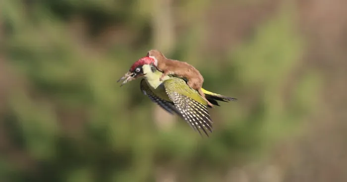 Baby Weasel Takes A Magical Ride On Woodpecker's Back