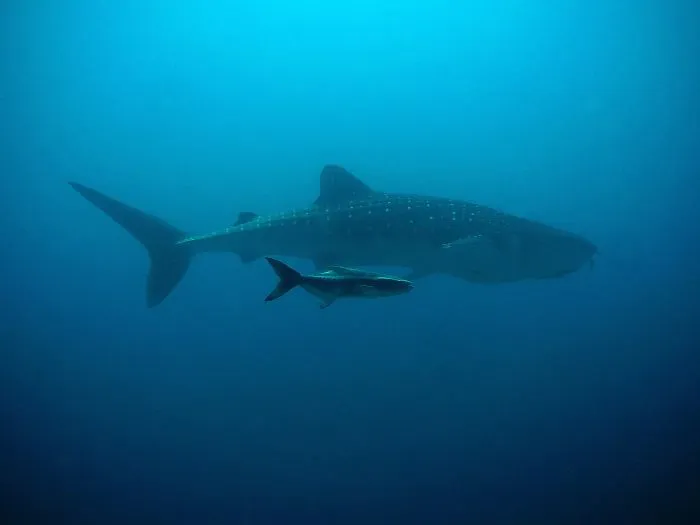 Whale Shark