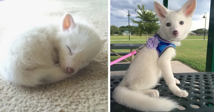 The Internet's Cutest Snow-White Fox Is Growing Up