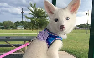 The Internet's Cutest Snow-White Fox Is Growing Up