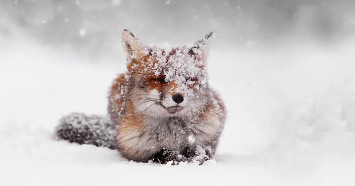 50 Shades Of White With A Touch Of Red: New Winter Foxes By Roeselien Raimond