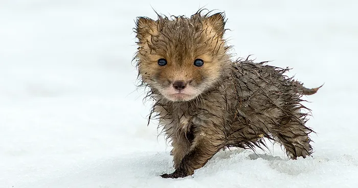 Russian Miner Spends His Breaks Taking Photos Of Foxes In The Arctic Circle