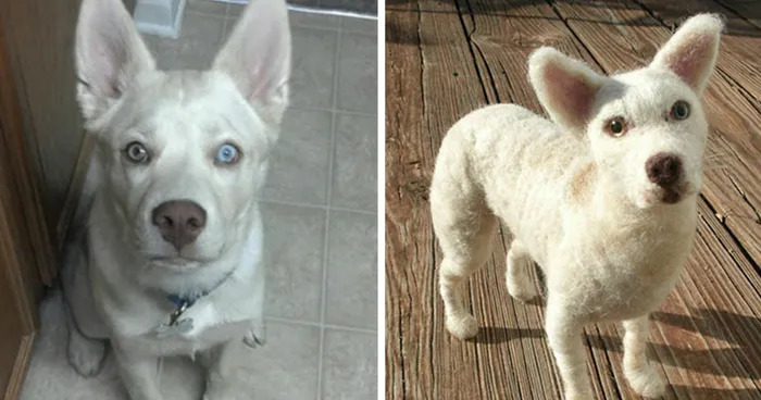 I Make Wool Copies Of Peoples’ Pets