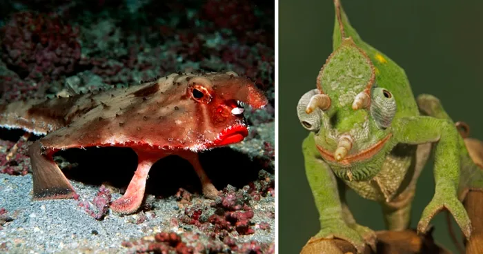 WTF, Evolution?! 10 Animals That Prove Nature Is Out Of Its Mind