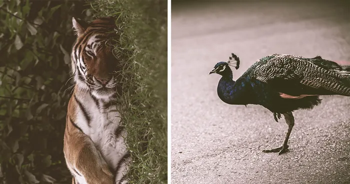 My Photographs From The Calgary Zoo