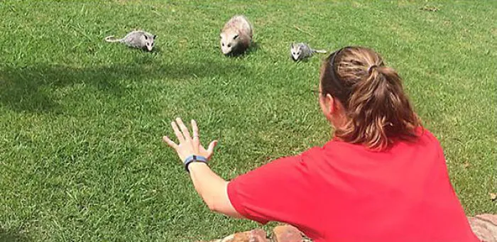 Hilarious Zookeepers Recreate Jurassic World Scene With Animals