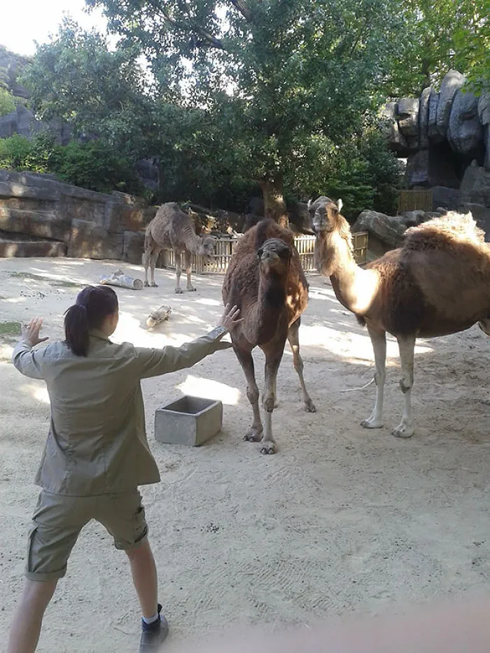 Hilarious Zookeepers Recreate Jurassic World Scene With Animals