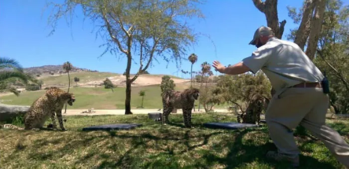 Hilarious Zookeepers Recreate Jurassic World Scene With Animals